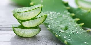 15 Manfaat Lidah Buaya Aloe Vera Untuk Kecantikan Dan Kesehatan