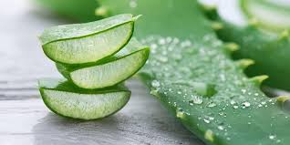 Maka ketika produk aloe vera gel resmi. 15 Manfaat Lidah Buaya Aloe Vera Untuk Kecantikan Dan Kesehatan