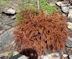 Check spelling or type a new query. Plantfiles Pictures Dwarf Japanese Cedar Globosa Nana Cryptomeria Japonica By Sophie1950