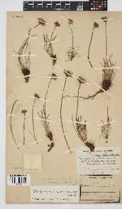 Image result for Hirpicium gracile