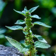 Image result for Parietaria