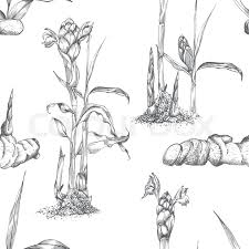 Red ginger flower, alpinia purpurata, original watercolor painting. Seamless Pattern Hand Drawn Of Ginger Stock Vector Colourbox