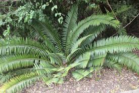 Image result for Encephalartos senticosus
