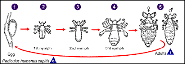 Image result for lice life cycle