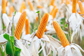 Do it in an area that will be easy to clean up. Can You Eat Field Corn Garden Eco