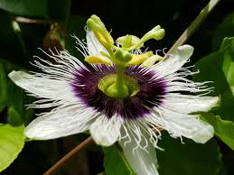 Image result for Passiflora edulis