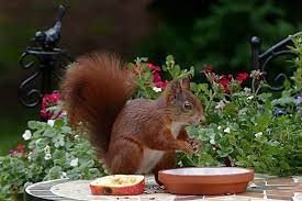 Do You Remember The Last Time You Ate Apple Lifestyle Animals Squirrel Wildlife