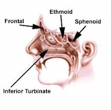 They usually are located at the spot where the sinuses open into the nasal cavity, known as ostiomeatal complex. Diseases Of The Nose And Sinuses Ent