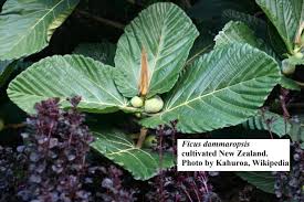 Image result for Ficus demeusei