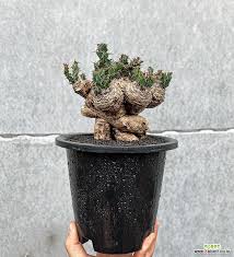 Image result for Euphorbia clavigera