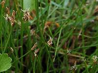 Image result for Eleocharis confervoides