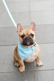 Accessory french bulldog revolution keychains stocked goods low moq black bag charm luxury key accessory leather dog there are 507 suppliers who sells french bulldog accessories on alibaba.com, mainly located in asia. Dog Bandana Typo Dog Bandana Dogs Designer Dog Accessories