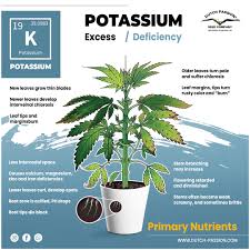 The fungus will appear on the leaves and the stems of plants. A Visual Guide To Cannabis Deficiencies Dutch Passion