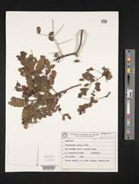 Image result for Caesalpinia glandulosopedicellata