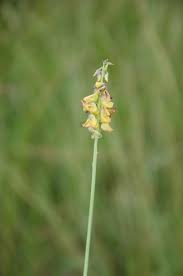 Image result for Crotalaria subcapitata