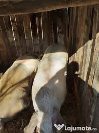 Mai multe detalii la nr de telefon +40721446045. Vand Porci Rasa Duroc Adroa Zoo