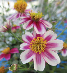 Image result for Bidens