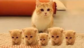 Arti mimpi kucing kencing bisa menjadi satu kabar yang baik dan bisa saja menjadi kabar buruk tergantung dari kondisi dan bagaimana kucing kencing digambarkan pada mimpi buku mimpi 2d juga memiliki arti tersendiri jika ternyata dalam mimpi terlihat anda memelihara seekor kucing kencing. Arti Mimpi Kucing Dan Tafsir Mimpi Kucing Melahirkan Anak Banyak Beranak 3 Lebih