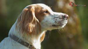 Cat and dog licensing varies throughout the country, and policies draw mixed reviews from veterinarians, pet owners and angie's list members. Covid 19 Coronavirus In Your Dogs And Cats Youtube