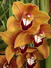 Cymbidium Orange Dreamtime Beautiful Orchids Orchid Photo Orchids