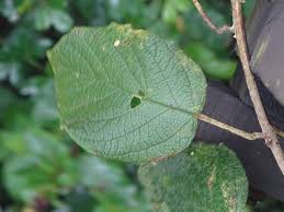 Image result for Cordia africana