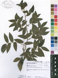 Image result for Dichapetalum deflexum