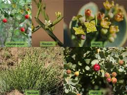 Image result for Santalaceae