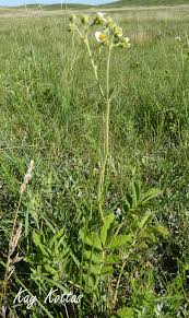 Image result for Drypetes arguta