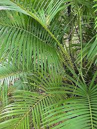 pin by stephen chen on 棕櫚科省藤屬台灣水藤calamus formosanus becc plant leaves plants flowers