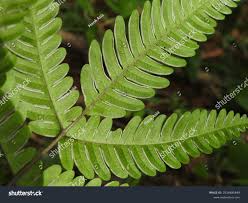 Image result for Pteris preussii