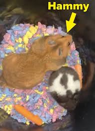 Nohumour regarde la dernière vidéos de hamster (@hamster_boiiiiiii0). A Girl On Tiktok Accidentally Buried Her Hamster Alive