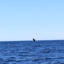Orcas Feast On Shark Livers. And Great Whites Are Terrified Of Them -  Newsweek