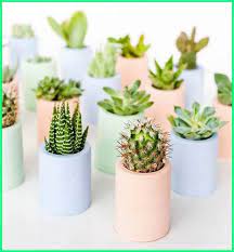 Beberapa jenis/varietas kaktus mini yang cocok bagi pekarangan anda antara lain: Pin By Anton Parmato On Tanaman Mini Plants Paper Plant Pots Succulent Party Favors
