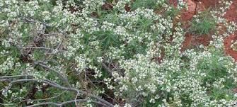 Image result for Eriosema angolense