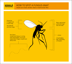 Unfortunately, in these instances, apple cider vinegar or. The Control Of Fungus Gnats In Your Greenhouse Kekkila Professional