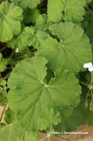 Image result for Pelargonium domesticum round-leaved bushy