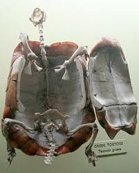 They are among what is probably the most ancient living group of chewing herbivorous insects, dating back to the early triassic around 250 million years ago. Carapace Wikipedia