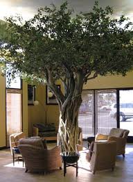 Monkey House Cafe Huntington Beach Ca Strangler Fig Tree House Plants Decor Living Room Art Wall Art Living Room