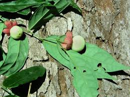 Image result for Phyllanthus hutchinsonianus