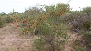 Image result for Combretum hereroense