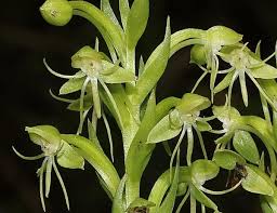 Image result for Habenaria riparia