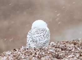 Smaller than a great blue heron; Snowy Owl Gifs