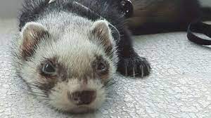 Animales Para Tener En Casa Esencia Vital