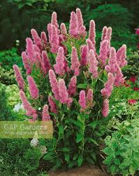 Image result for Spiraea billardii