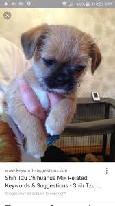 Shih Tzu Pomeranian Mix Black And Brown Shichi Shihtzu Chihuahua Mix Shih Tzu Mix Natural Dog Chihuahua