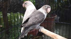 Lovebird Chirping Sounds Mauve Personata Pastel Mauve Mocha Love Birds Animal Sounds Animals