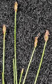 Image result for Eleocharis retroflexa