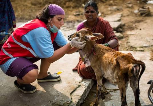 Helping Animals in Disasters - FOUR PAWS – Animal Welfare
