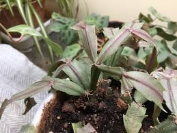 I've had one for a year, and while it's still alive, it has never grown an inch. Please Help Me Save My Heirloom Christmas Cactus