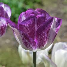 Choose from several different varieties for different berry colors. Colorado Proud Triumph Tulip High Country Gardens